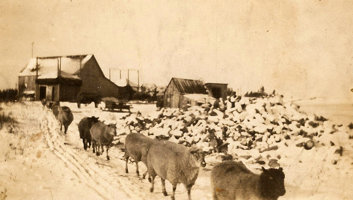 Torquil MacLean’s farm