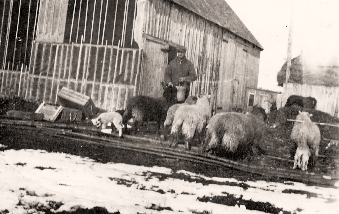 Torquil MacLean’s farmyard